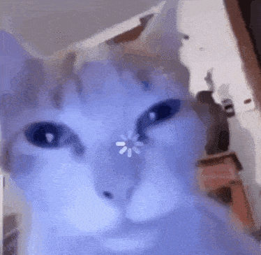 Gif of a cat with loading animation on it